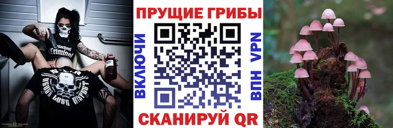 Галлюциногенные грибы Psilocybine cubensis  Купить закладки  Дубовка 